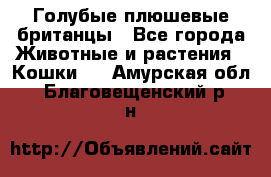 Голубые плюшевые британцы - Все города Животные и растения » Кошки   . Амурская обл.,Благовещенский р-н